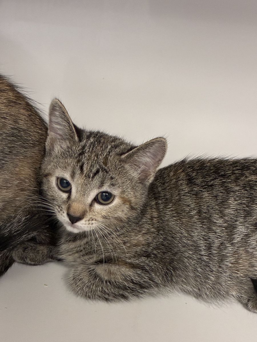 A163919 Tabitha is Available for Adoption!