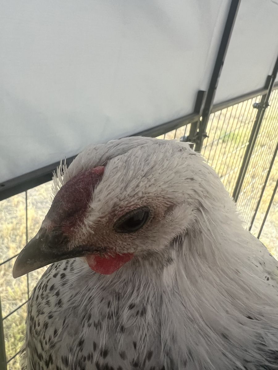 Death Layer Rooster