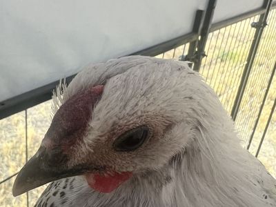 Death Layer Rooster