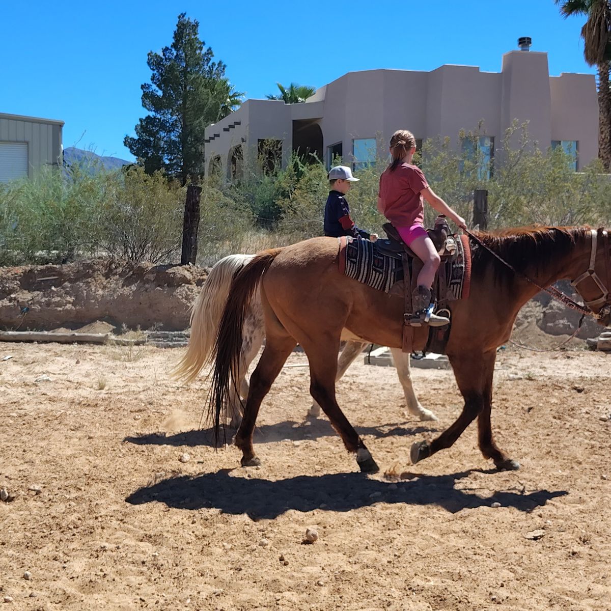 Family gelding