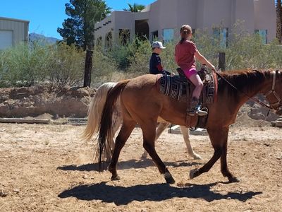 Family gelding