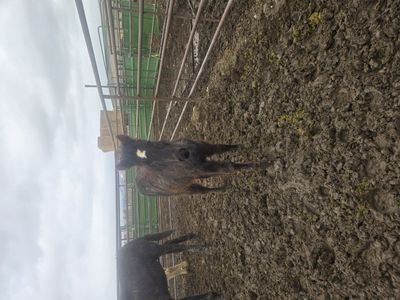 blue roan draft cross