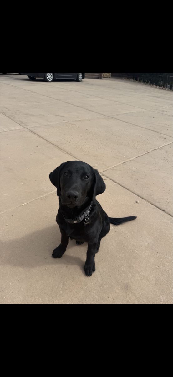 1 year old Black Lab