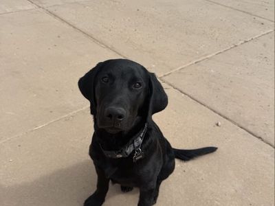 1 year old Black Lab