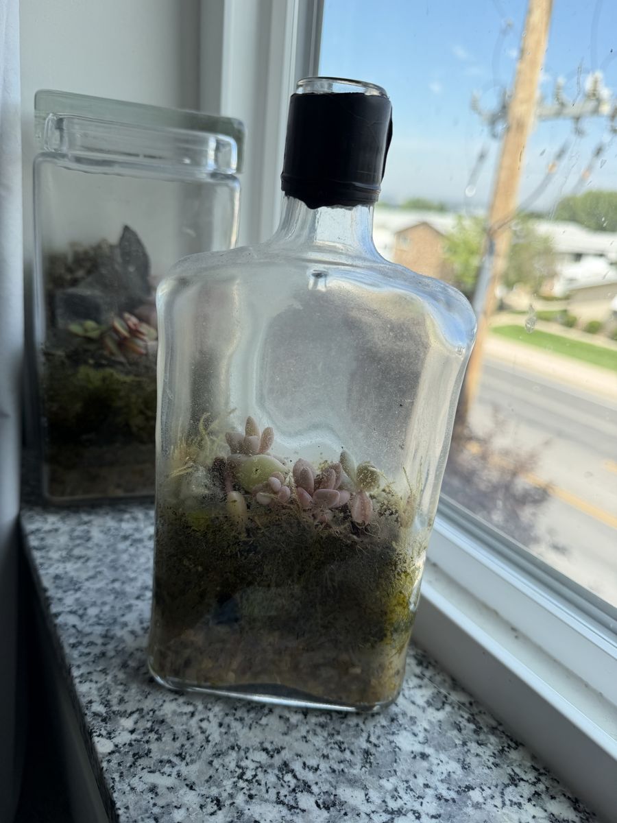 Handmade Terrarium with Live Succulents and Moss, Unique Desktop Decor