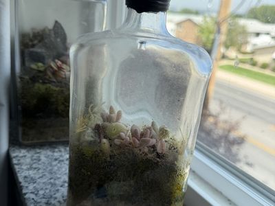 Handmade Terrarium with Live Succulents and Moss, Unique Desktop Decor