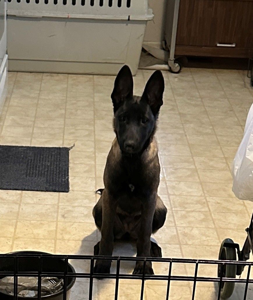 Belgian Malinois