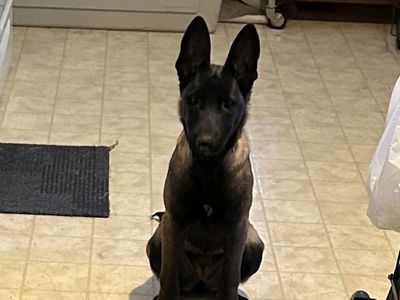 Belgian Malinois