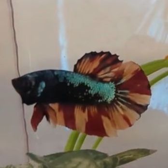 Green Samurai Nemo HMPK Betta