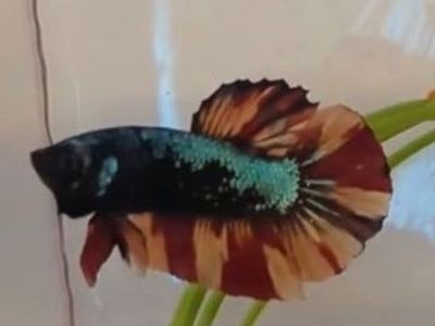 Green Samurai Nemo HMPK Betta