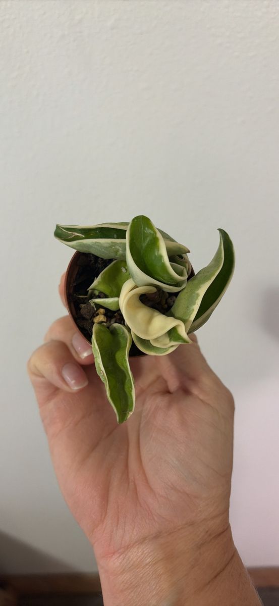 Hoya outerVariegated Rope (Compacta) 2” pot fully rooted.