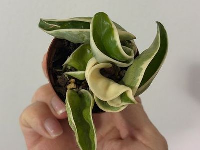 Hoya outerVariegated Rope (Compacta) 2” pot fully rooted.