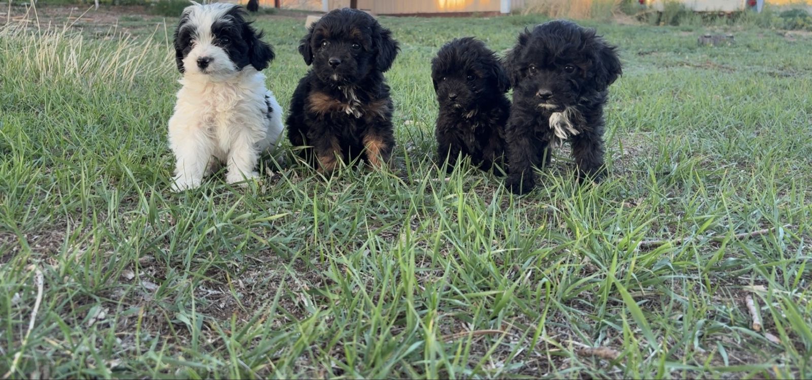 F1B Cavapoo 3 left!!!
