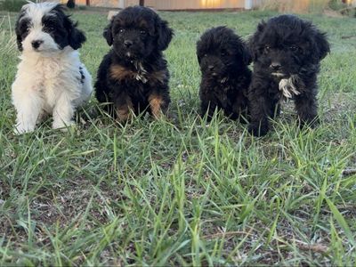 F1B Cavapoo 3 left!!!