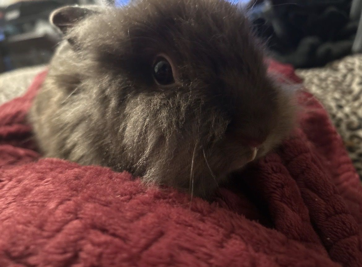 Bunny with malocclusion advice