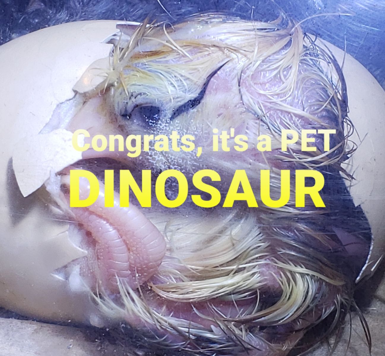 Rent-a-Bator. Rent quality brands like Brinsea!