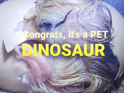 Rent-a-Bator. Brinsea Incubators For Rent