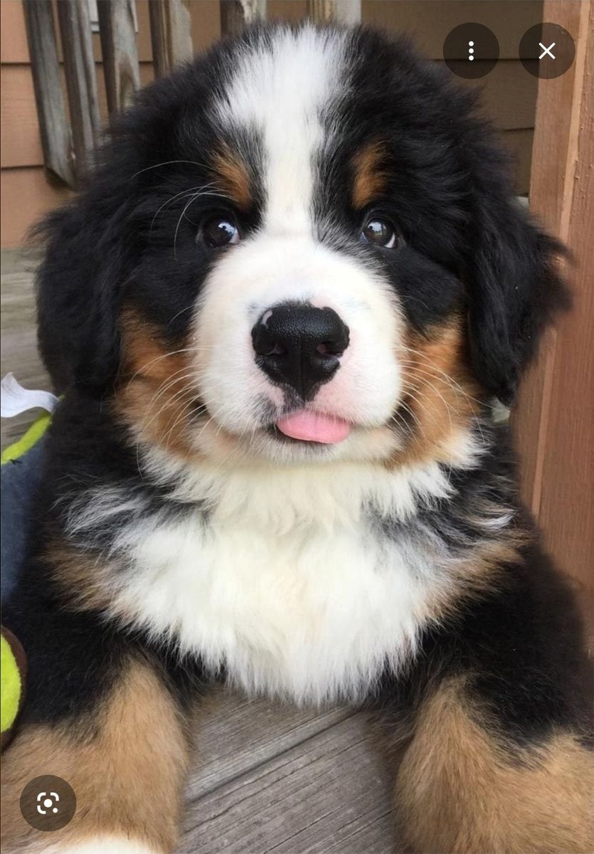 Luxury Bernese Mountain Puppy Dog,  Champion Bloodline Puppie,  Puppies pup, DNA Health Tested