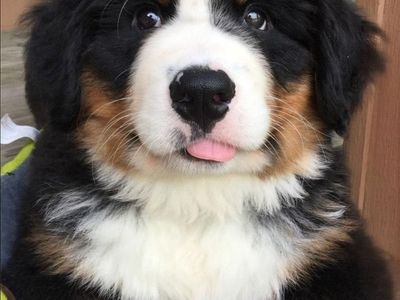 Luxury Bernese Mountain Puppy Dog, Champion Bloodline Puppie, Puppies pup, DNA Health Tested