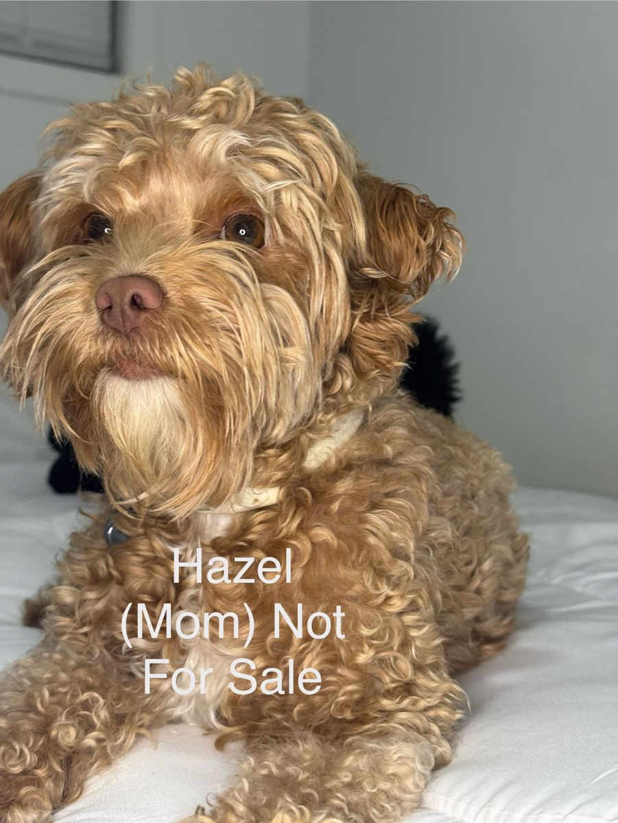 Cutest Fluffy Maltipoo Puppies You’ll See Today – Ready for Homes