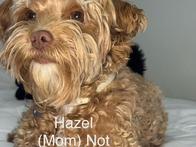 Cutest Fluffy Maltipoo Puppies You’ll See Today – Ready for Homes