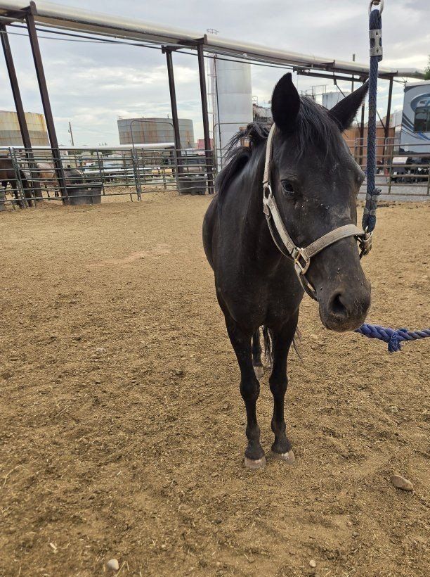 Black Pony Mare