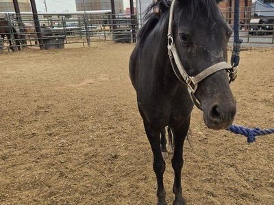 Black Pony Mare