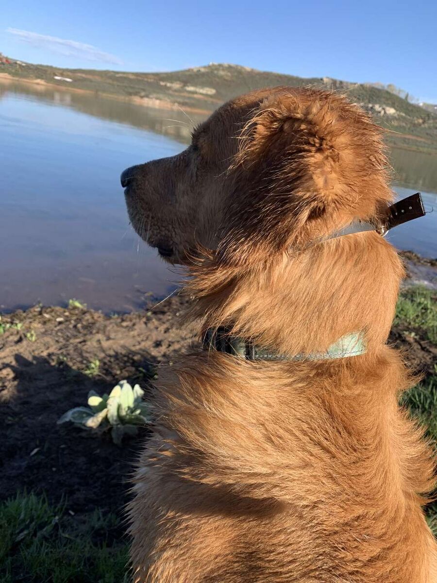 Proven Golden Retriever Stud – “Buddy” AKC Registered | OFA Certified | Service Dog