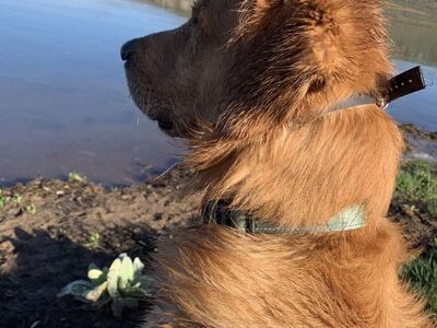 Proven Golden Retriever Stud – “Buddy” AKC Registered | OFA Certified | Service Dog