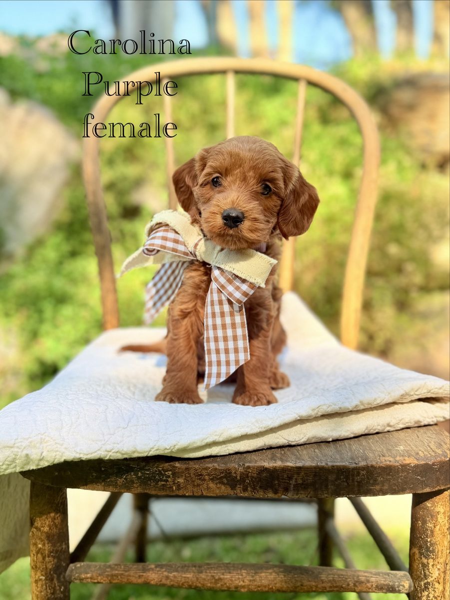 Mini/ Medium Goldendoodles Health Guarantee