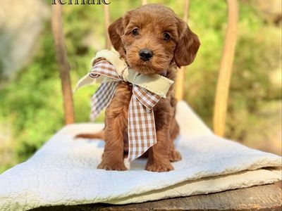 Mini/ Medium Goldendoodles Health Guarantee