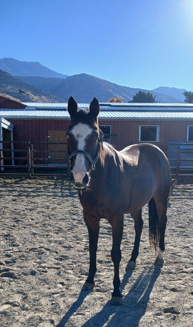 10 year old Mare Quarter Horse Registered
