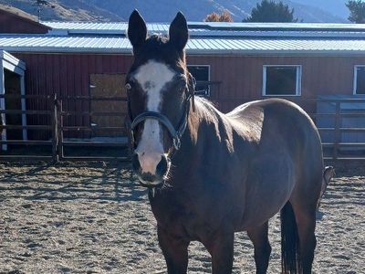 10 year old Mare Quarter Horse Registered