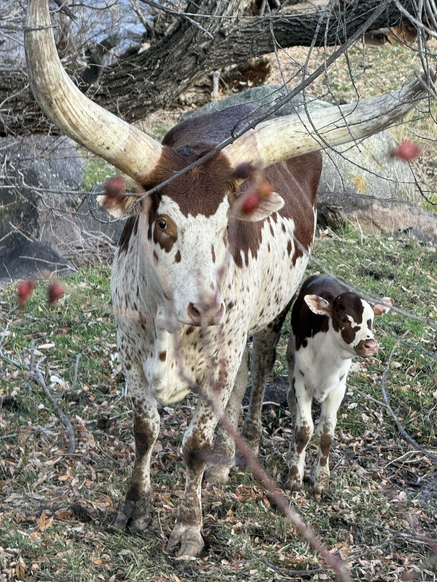 Watusi Cow with Bull Calf