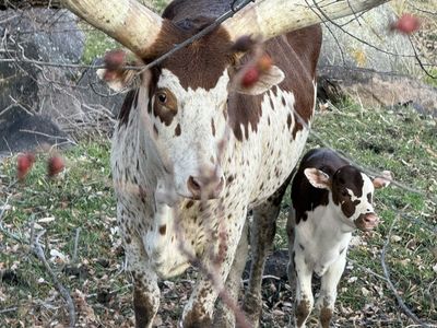 Watusi Cow with Bull Calf