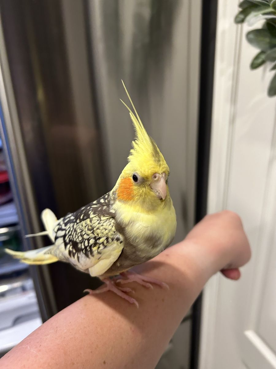 Pearl Female Cockatiel