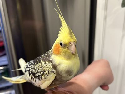 Pearl Female Cockatiel