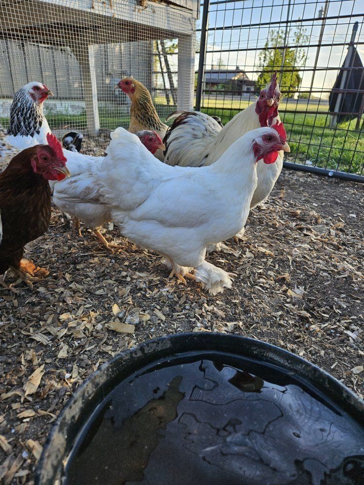Bantams