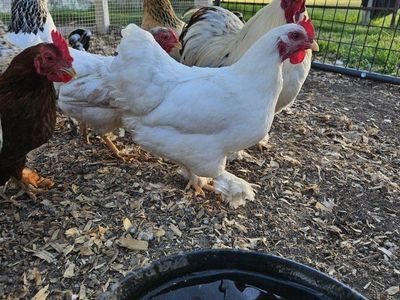 Bantams