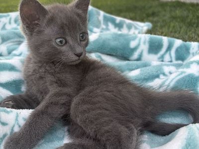 Adorable Kittens Looking for Forever Homes mom is excellent mouser