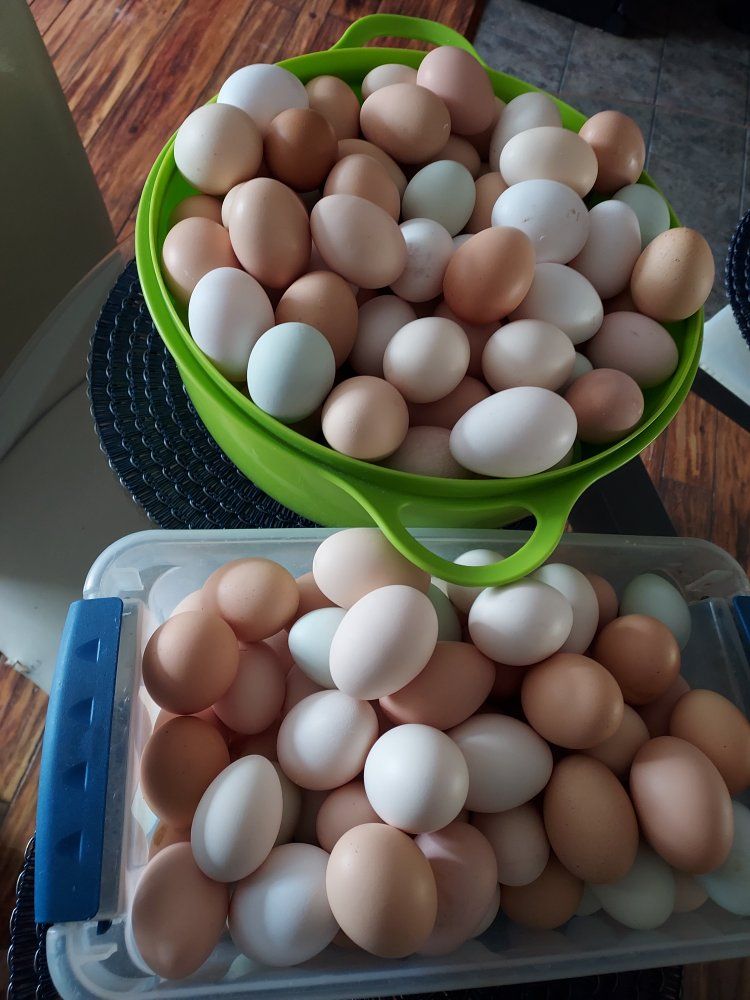 chicken eggs