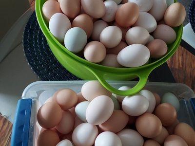 chicken eggs
