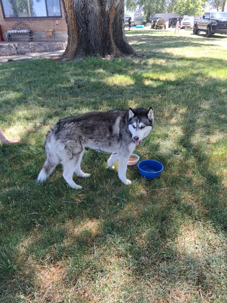 lost dog