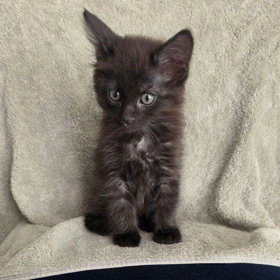 Siberian girl kitten hypoallergenic