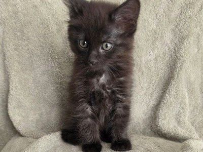 Siberian girl kitten hypoallergenic
