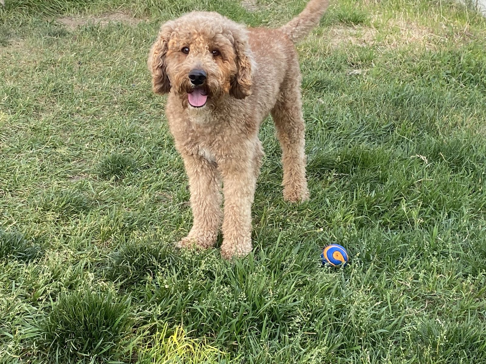 Poodle proven stud, wonderful temperament