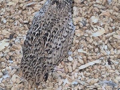 Unsexed jumbo Quail Chicks