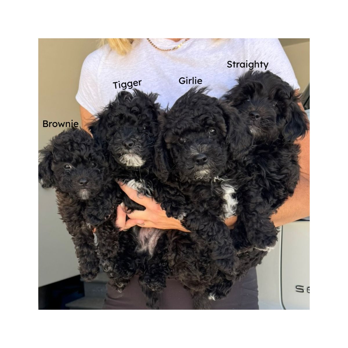Adorable Puppies -Mix between a micro/mini golden doodle and a mini mountain Bernese doodle mix.