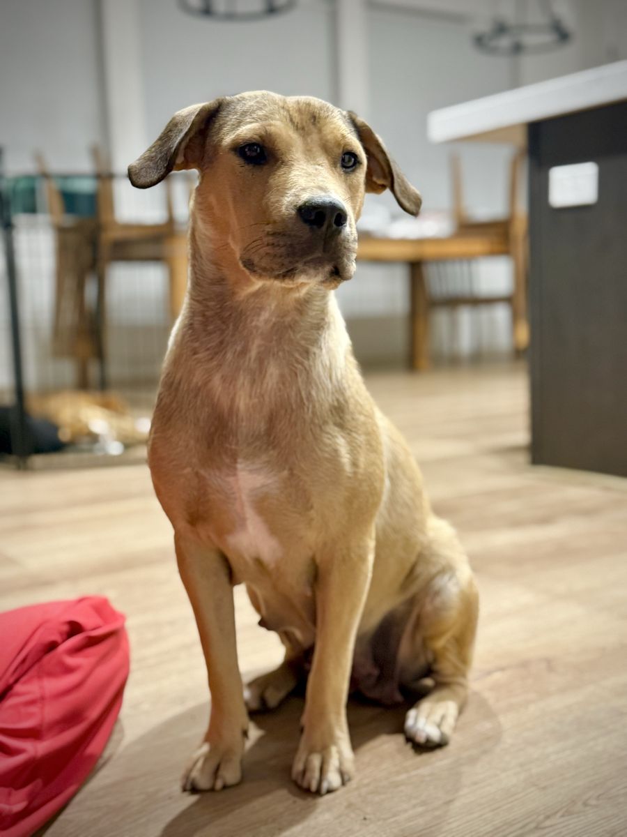 The sweetest girl available for adoption