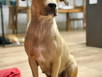 The sweetest girl available for adoption